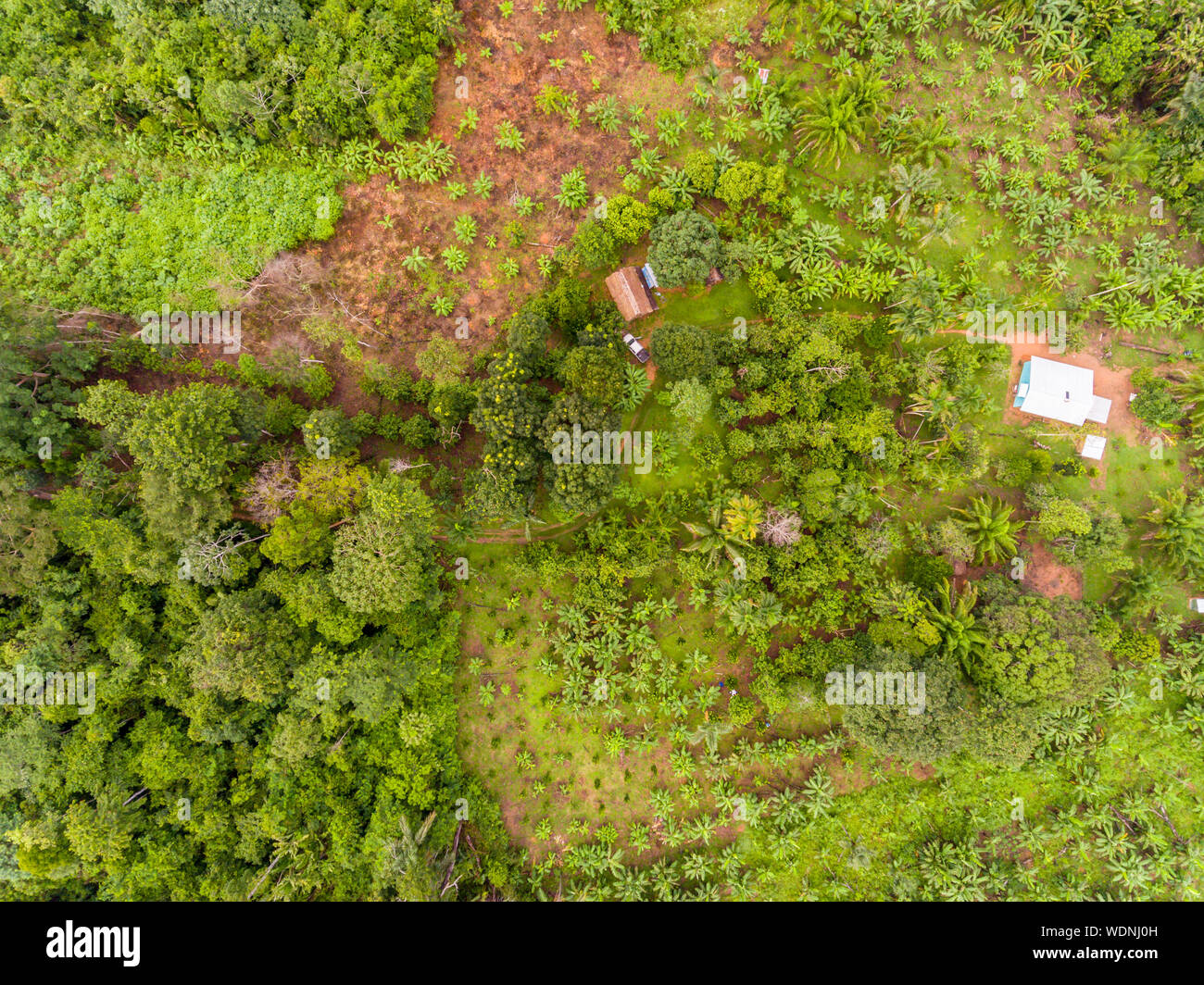 Amazon Agroforestry Parcel/Land with a Variety of Tropical Crops a Bananas, Brazil Nuts, Copoazu, Papaya, Pineapple, Yuca and More Stock Photo