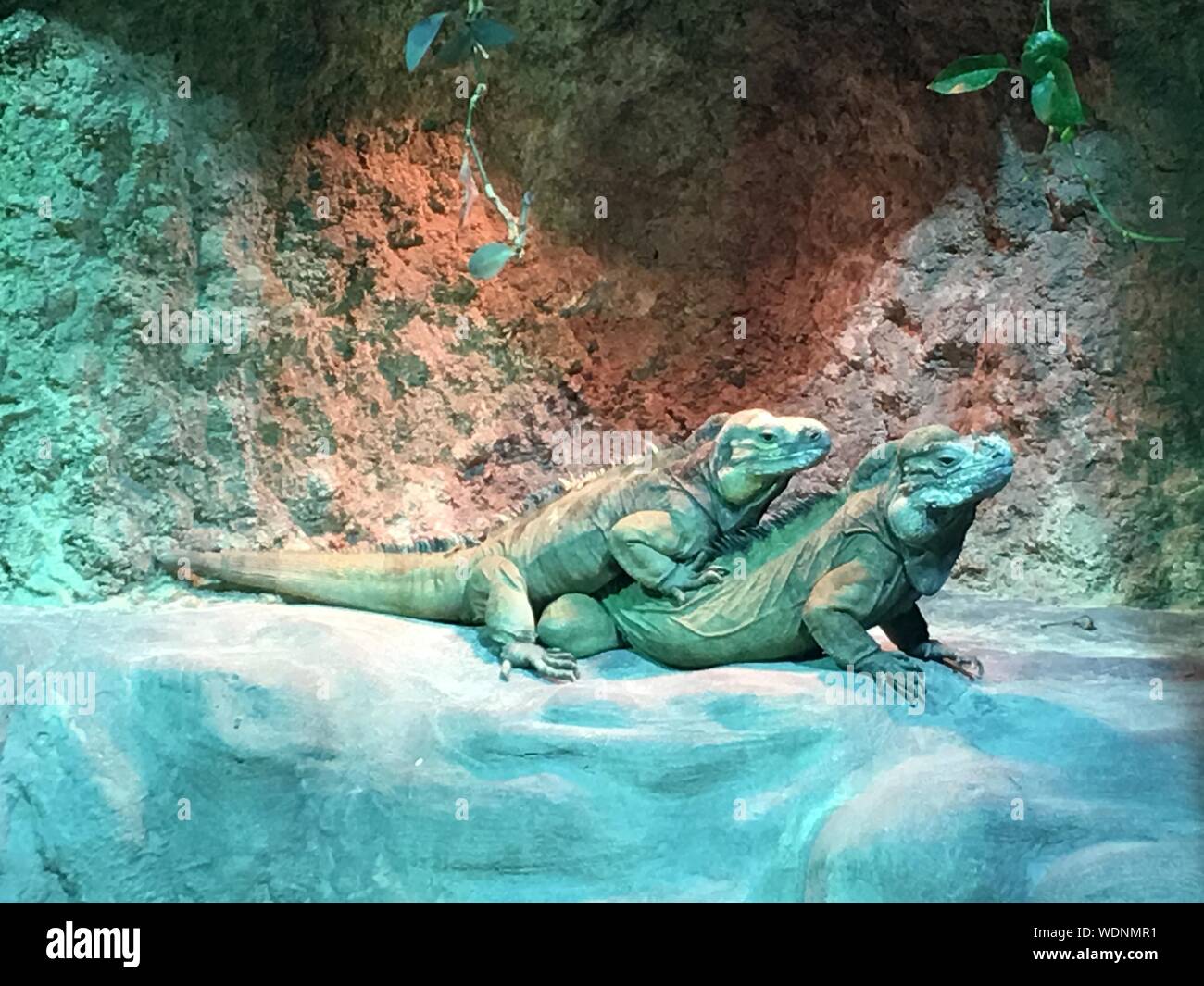 Behavior of reptiles hires stock photography and images Alamy