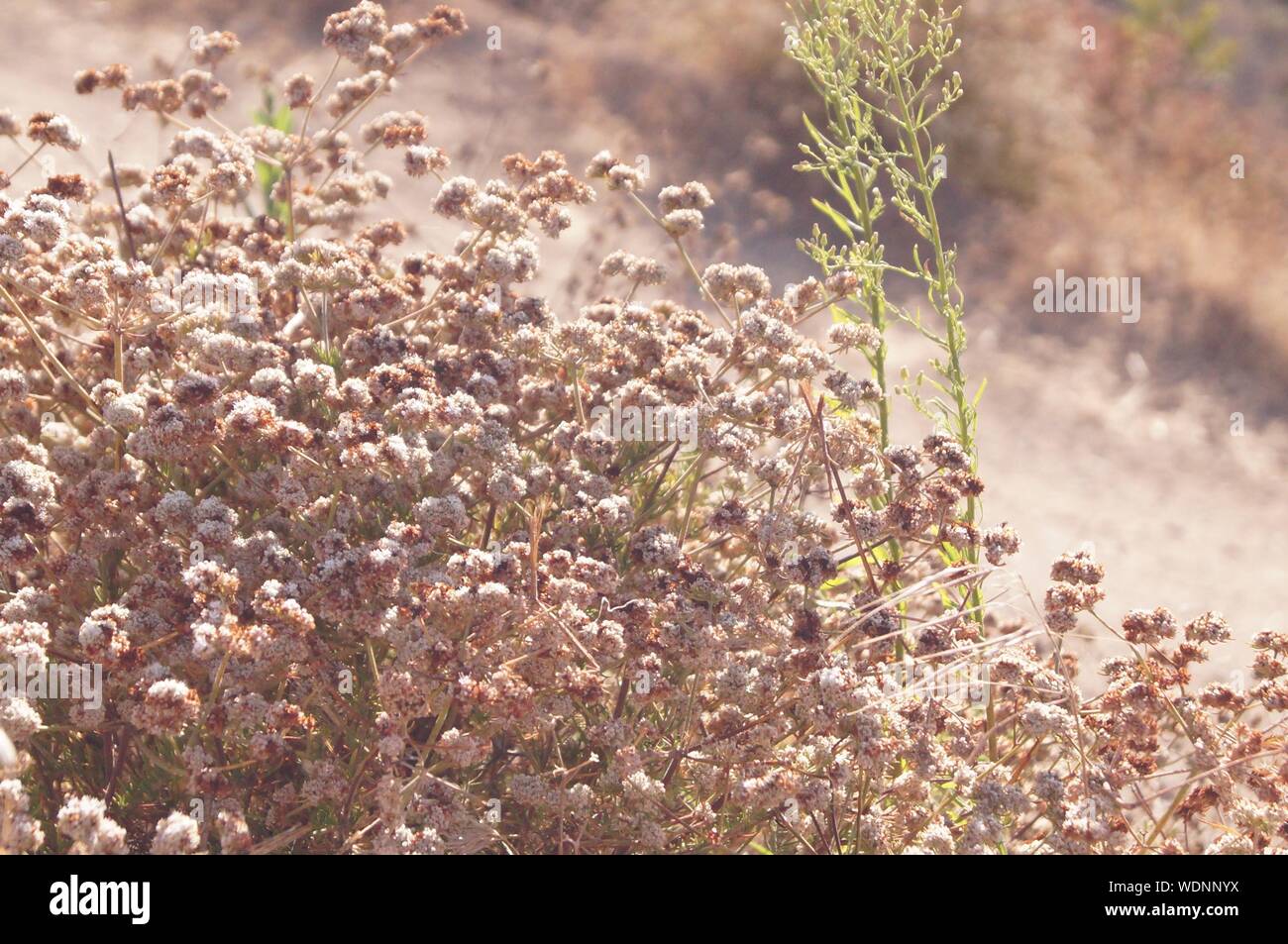 Small pink flowers on the the side of the mountain on a windy day. Stock Photo