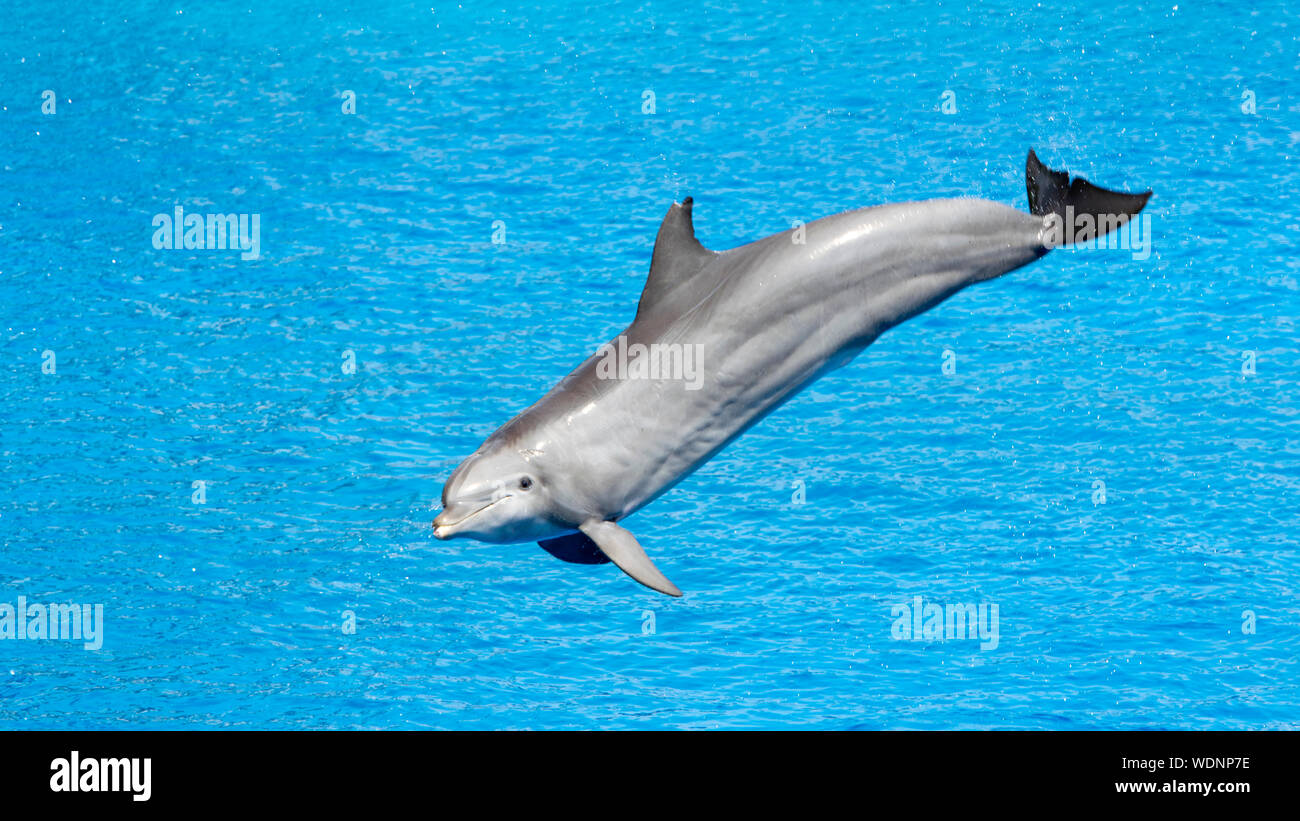 Dolphin Jumping Out Of Water Stock Photo