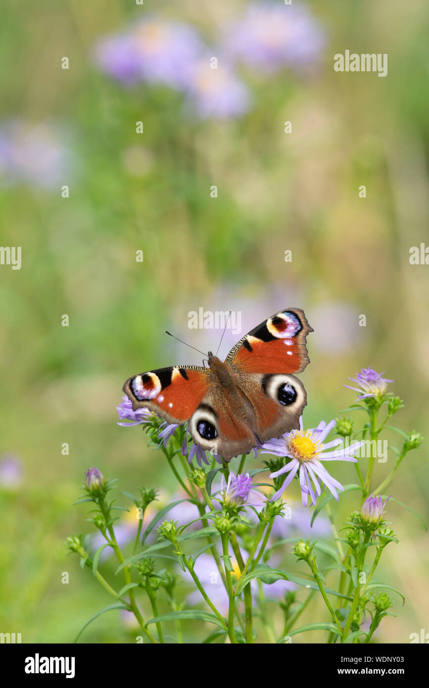 A Peacock Butterfly (Aglais Io) Sitting on a Clump of Michaelmas Daisies (Symphyotrichum Novi-Belgii) in Late Summer Stock Photo