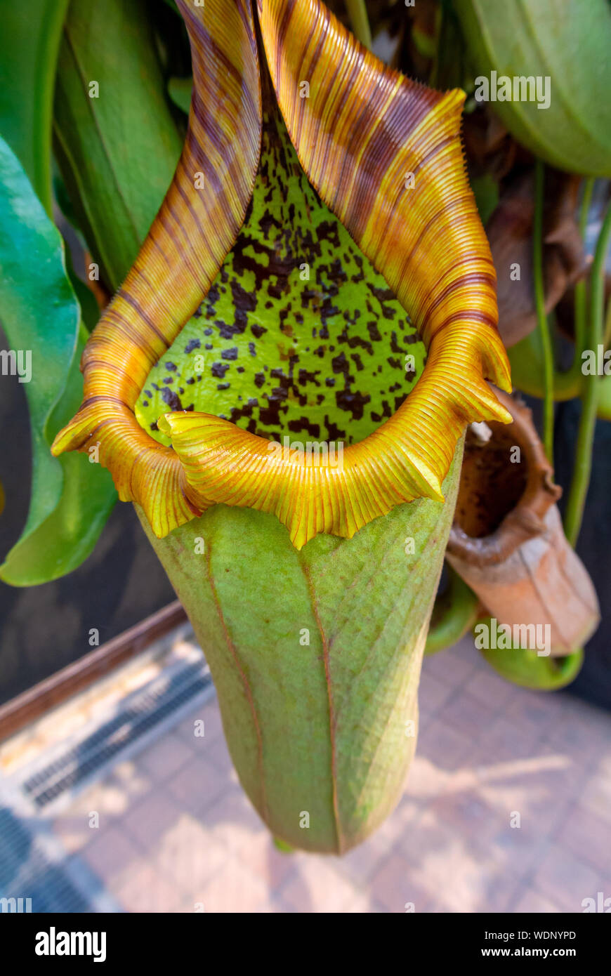 Nepenthes truncata,carnivorous plant,nepenthes truncata Stock Photo