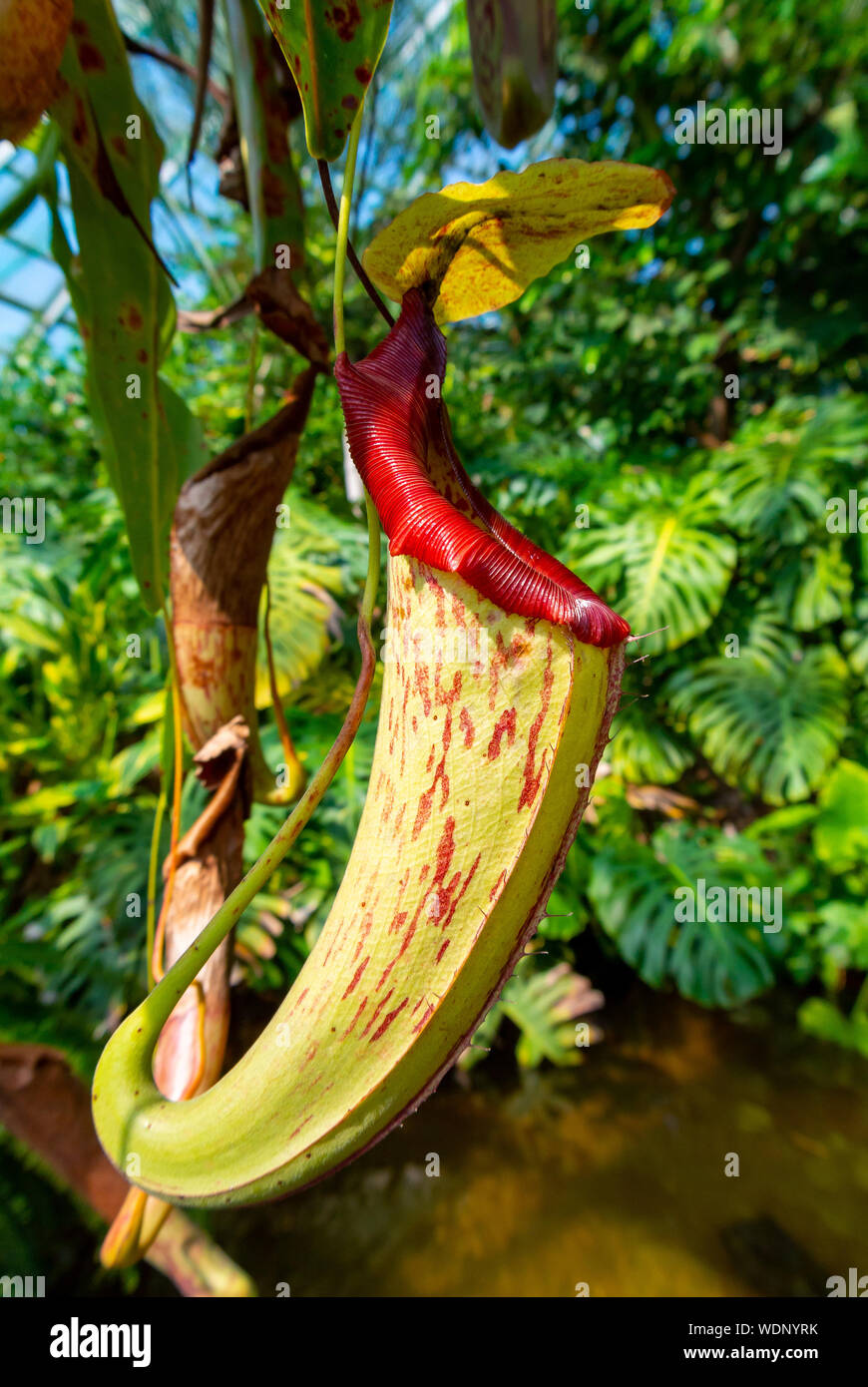 Nepenthes truncata,carnivorous plant,nepenthes truncata Stock Photo
