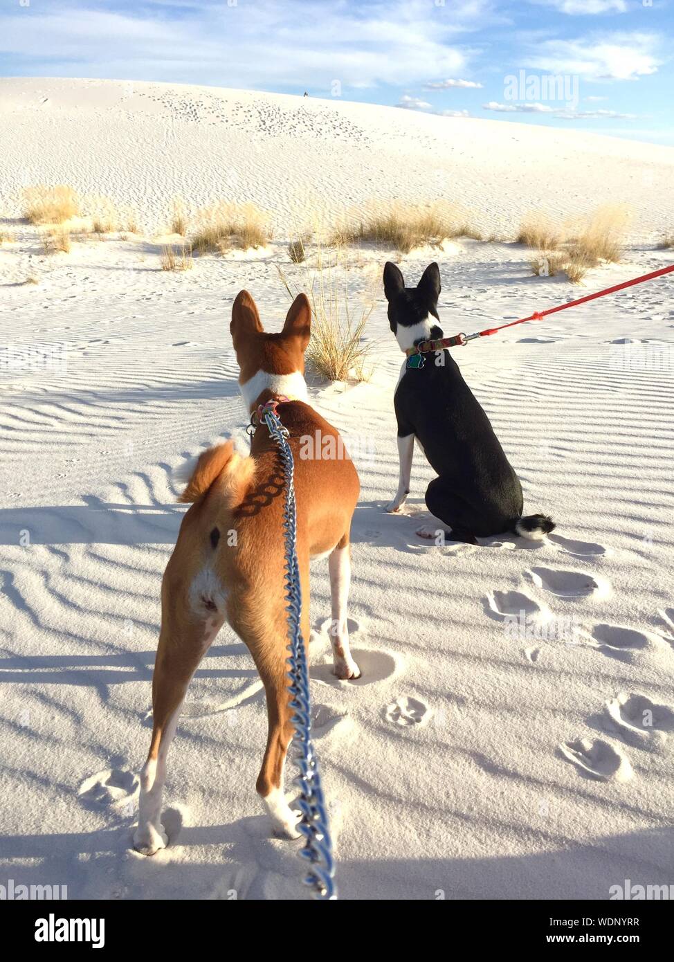 Dogs At White Sands National Monument Stock Photo Alamy