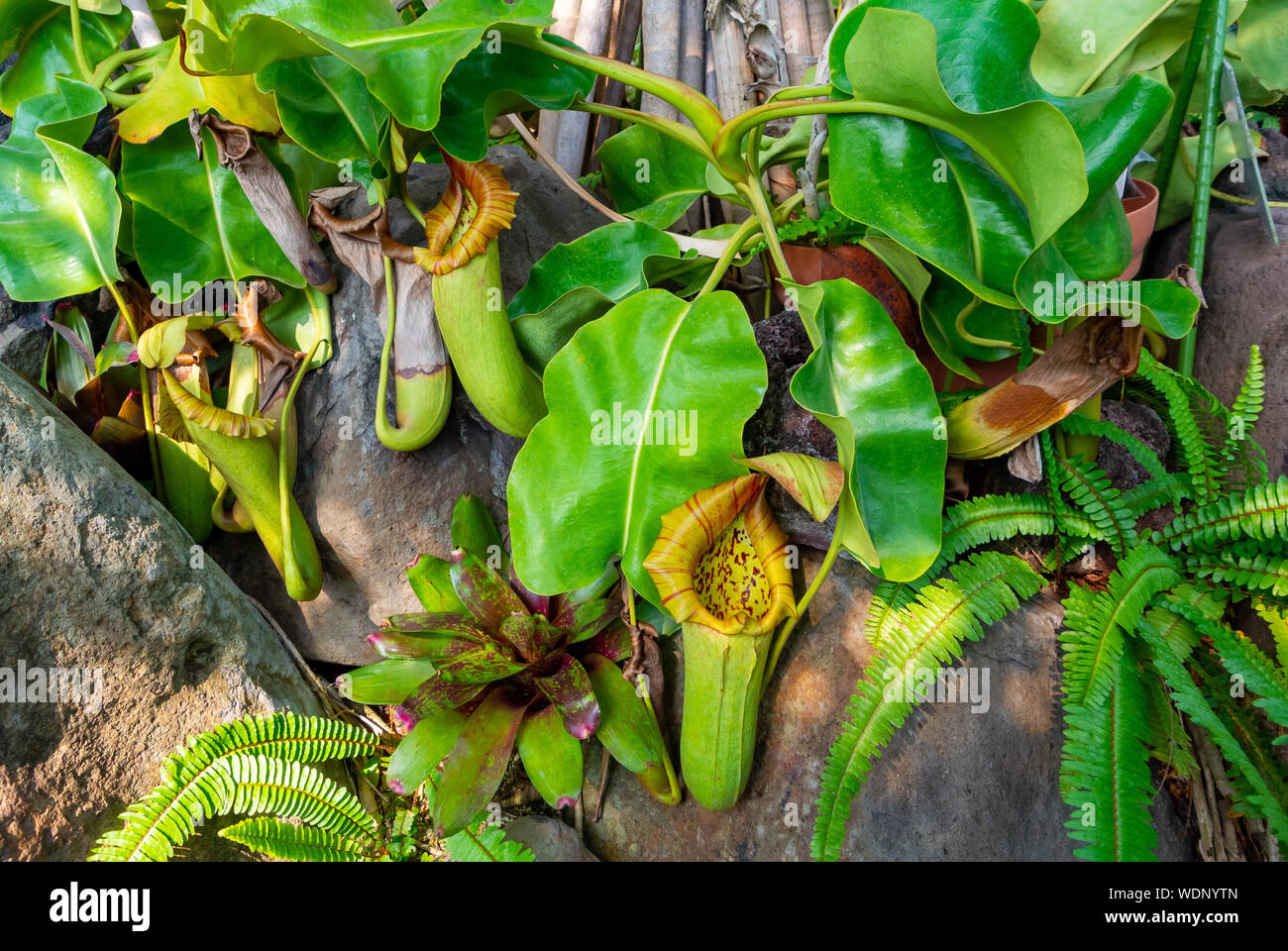 Nepenthes Truncata X Ephippiata (cl.1, Mâle - Foto 14