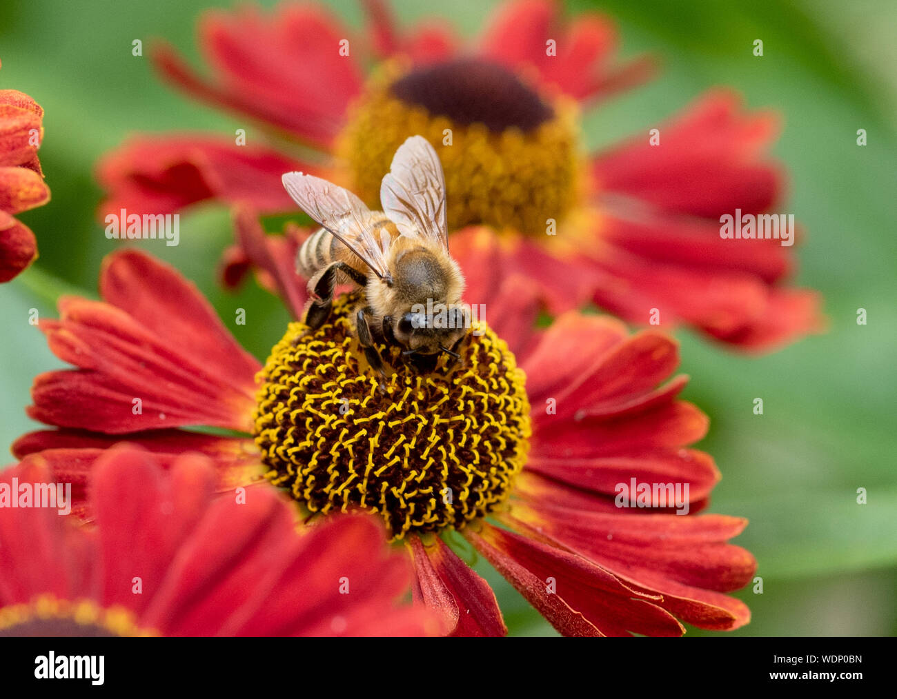 Macro photography close up of a honey bee collecting pollen on a red Helenium flower Stock Photo