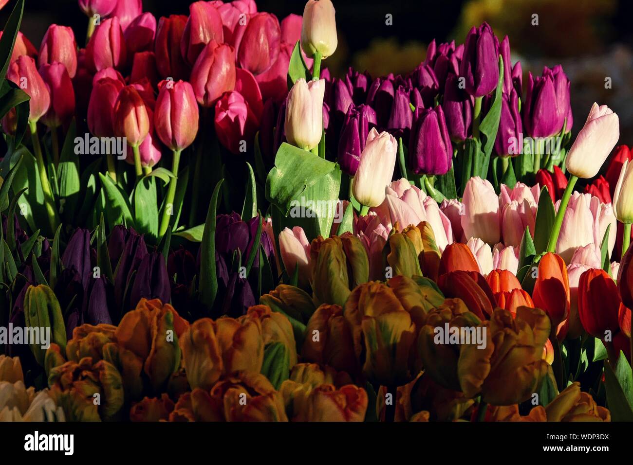 Multi Colored Tulips Blooming On Sunny Day Stock Photo