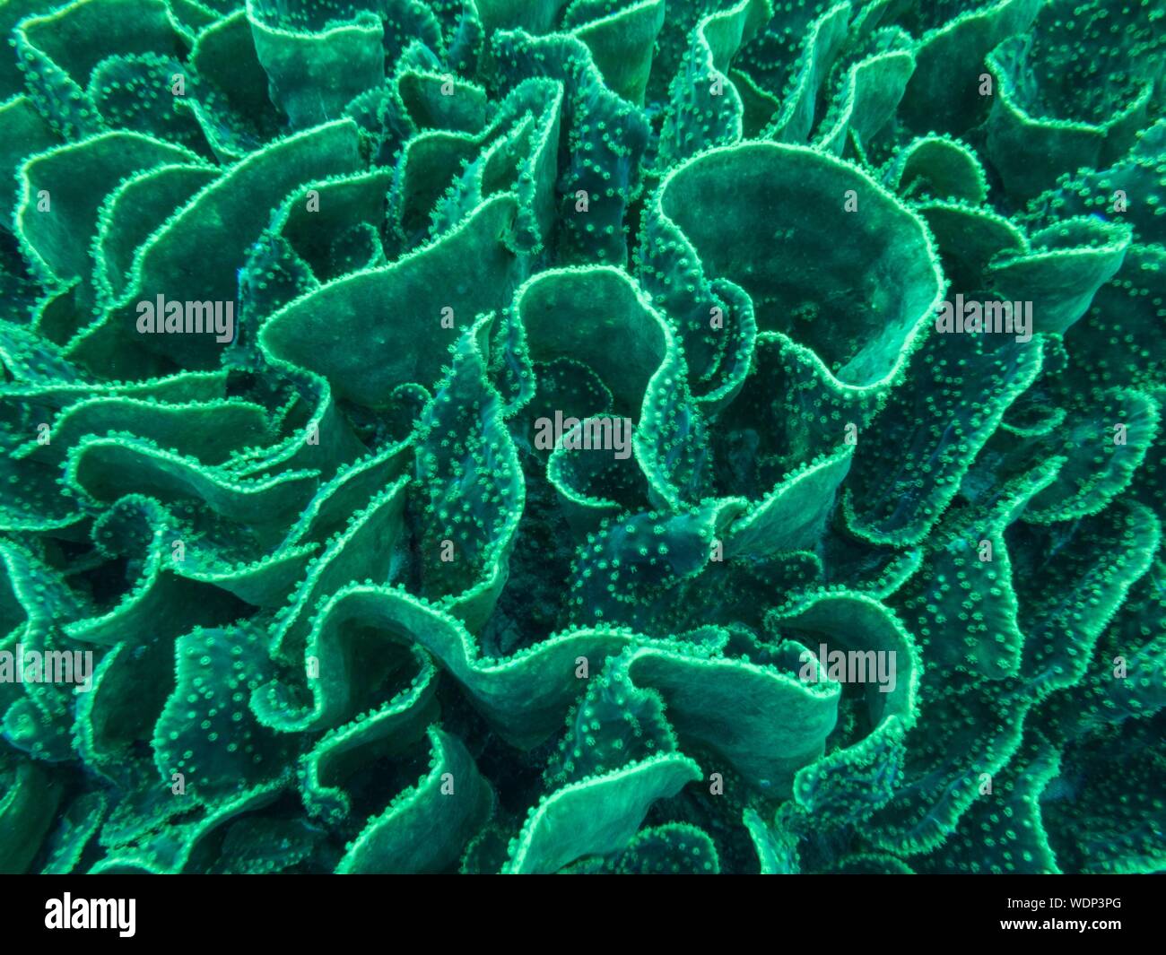 Lettuce coral hires stock photography and images Alamy