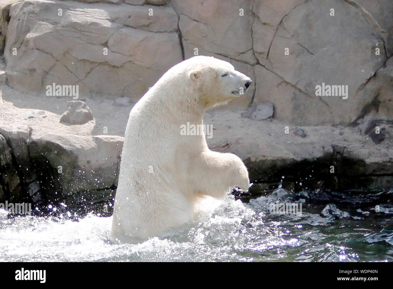 polar bear standing in the water, latin Ursus maritimus Stock Photo