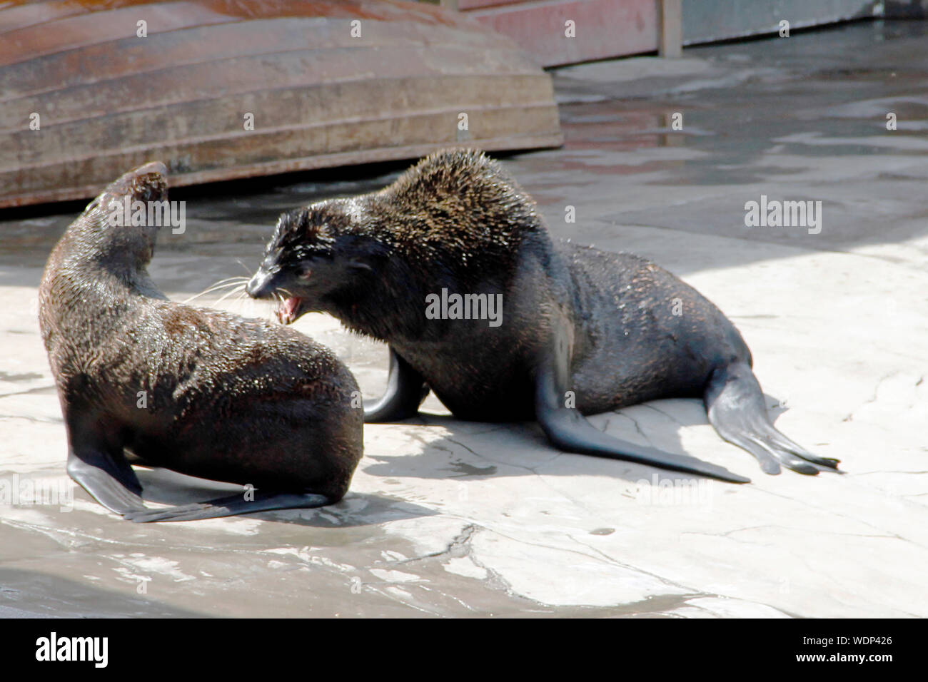 two fighting northern fur seals, Latin callorhinus ursinus Stock Photo