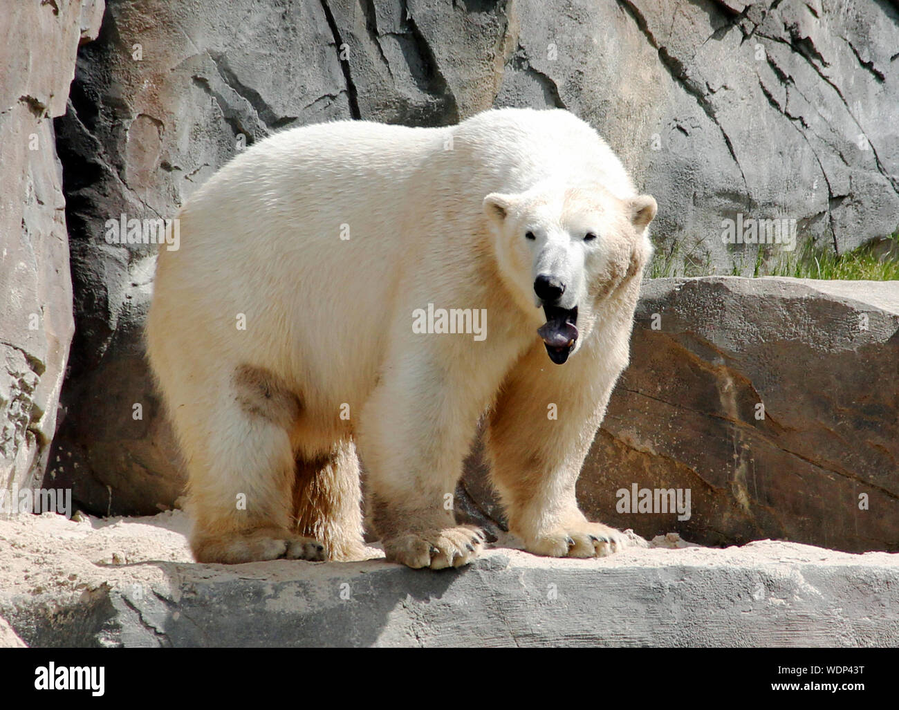 View of a yawning polar bear, latin Ursus maritimu Stock Photo
