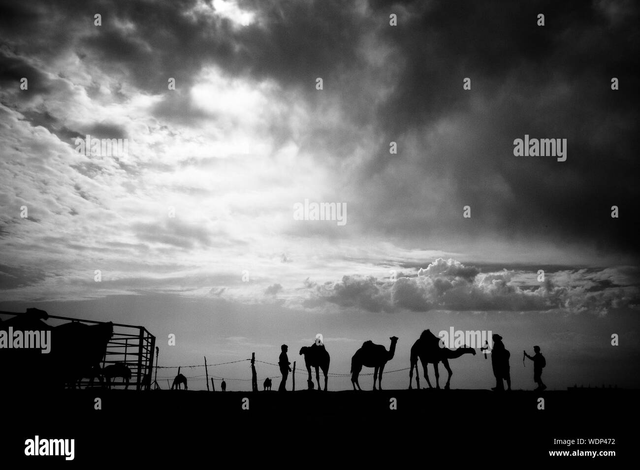 Camel safari adventure Black and White Stock Photos & Images - Alamy