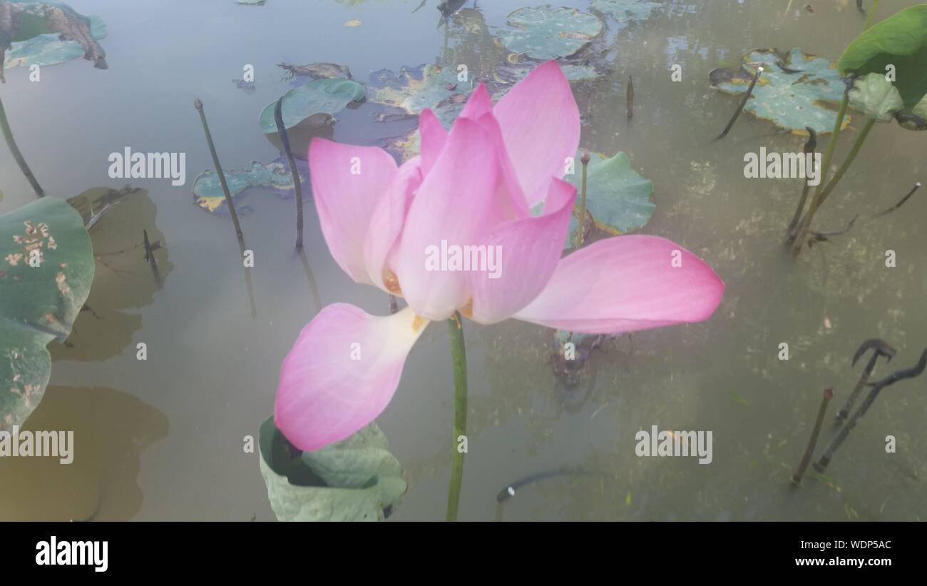 Close-up Of Pink Flower In Pond Stock Photo