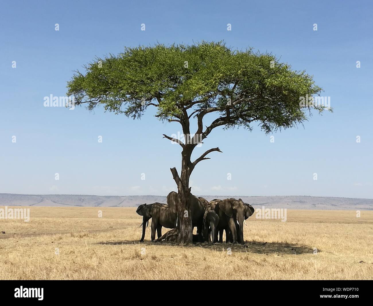 Elephants Under A Tree In A Sunny Day Stock Photo