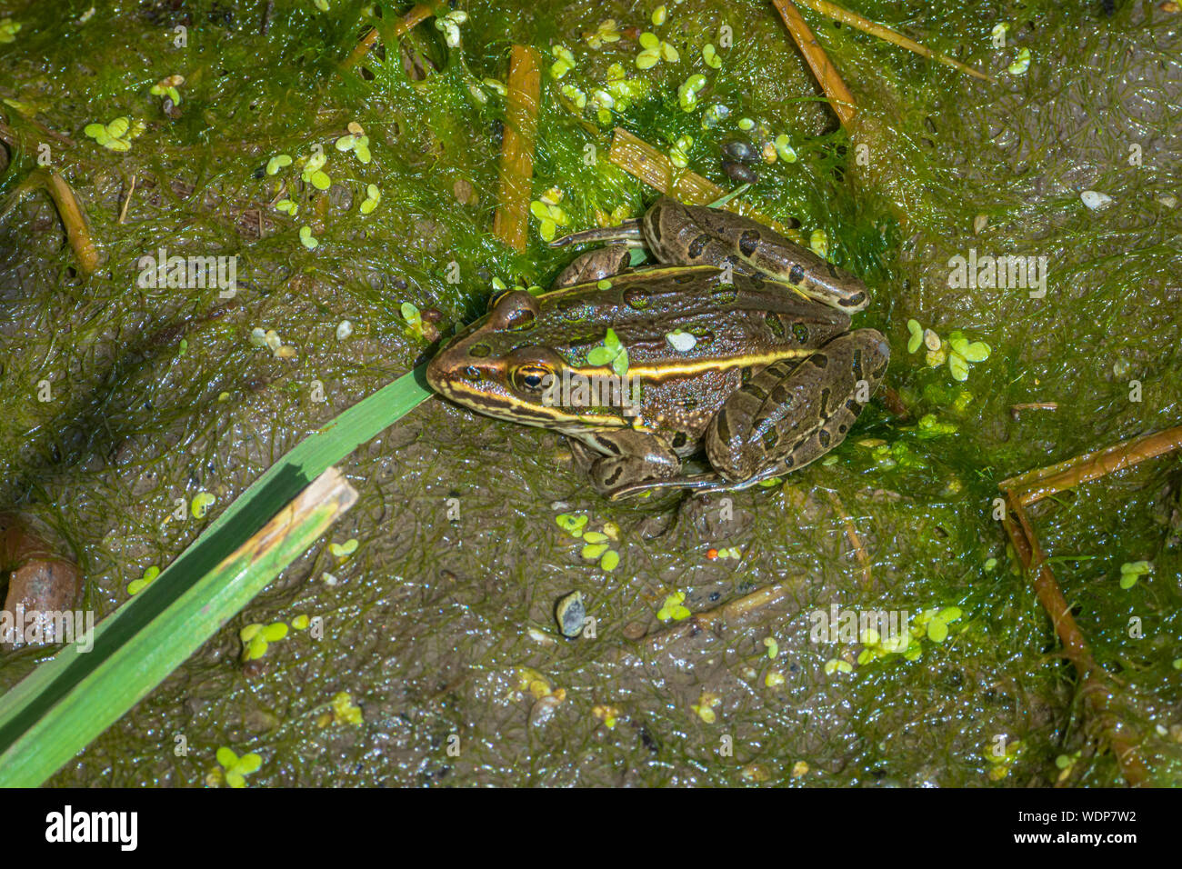 Plains Leopard Frog (Lithobates blairi) sitting in Cattail marsh habitat, Castle Rock Colorado US. Photo taken in late August. Stock Photo