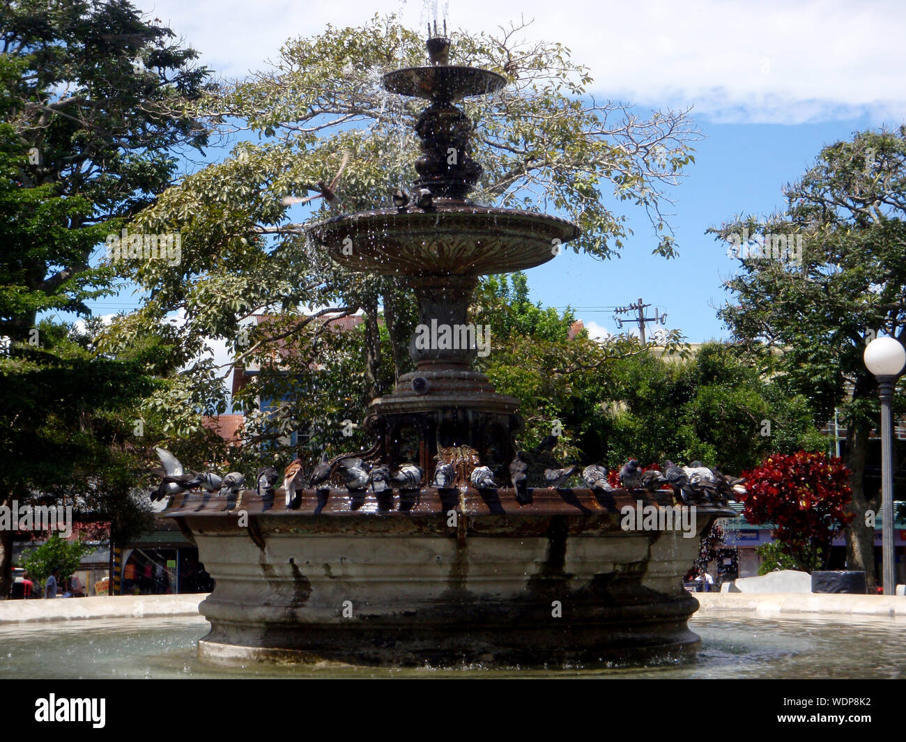 Pidgins bath in Water Fountain at mid-day located in Nicolás Ulloa Central Park in Heredia, Costa Rica Stock Photo