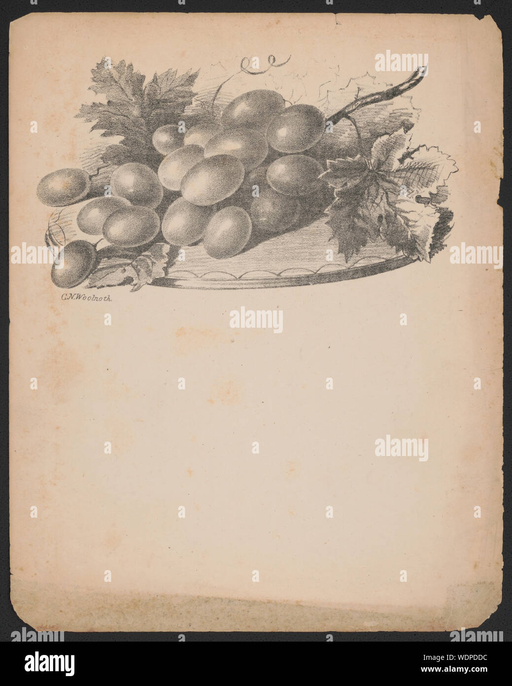 Grapes and flowers] / C.N. Woolnoth Abstract/medium: 2 prints (1 sheet) : lithograph  sheet 20.8 x 16.7 cm. Stock Photo