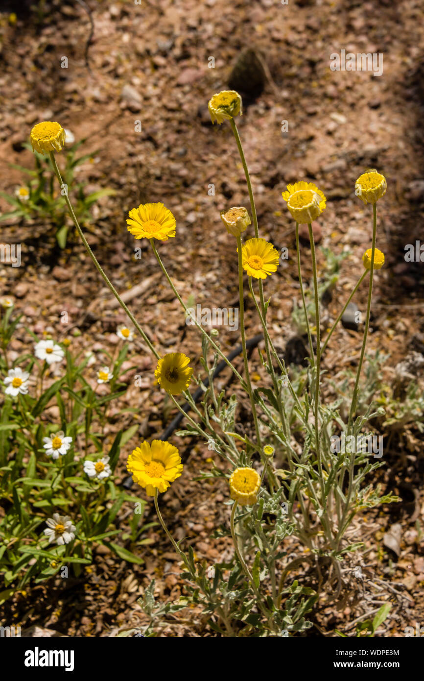 Desert Botanical Garden Desert Marigolds Stock Photo