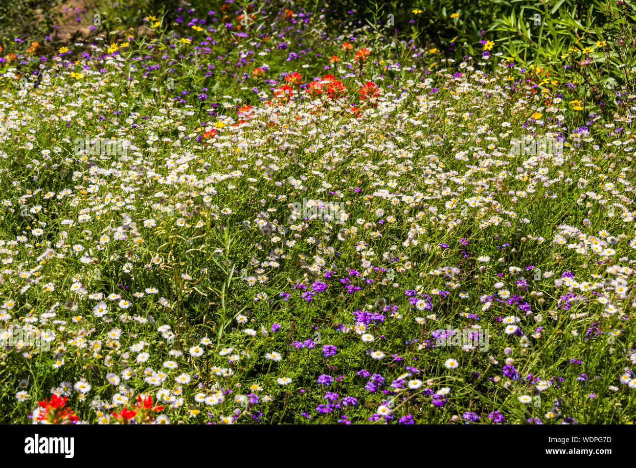 Desert Botanical Garden Mixed Flowers Stock Photo
