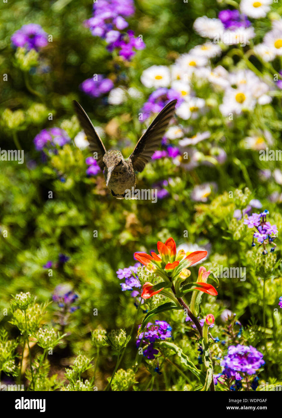 Desert Botanical Garden Hummingbird Stock Photo