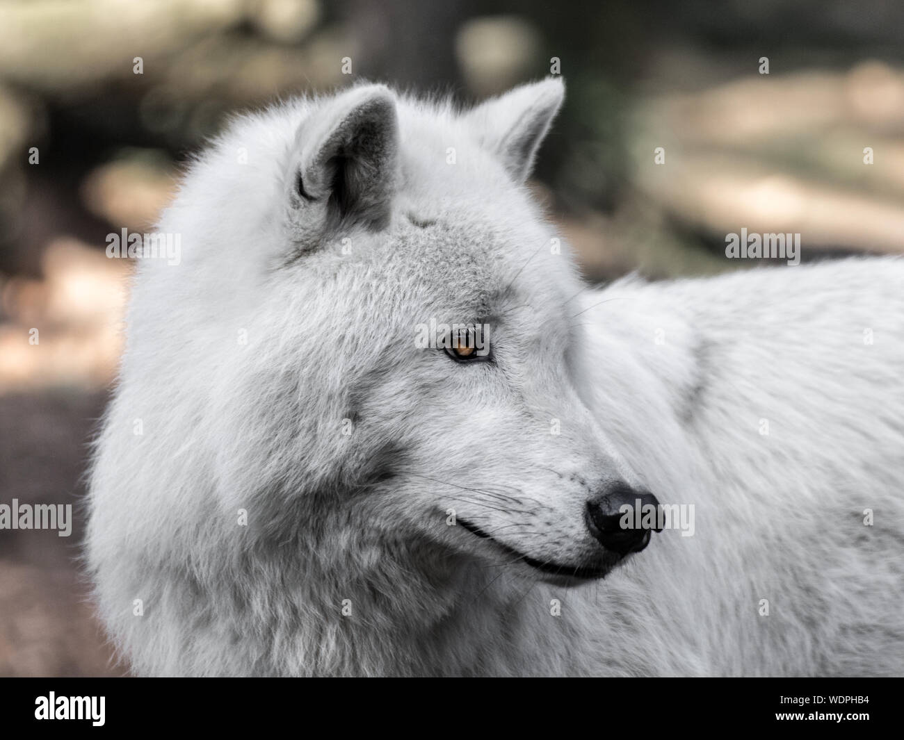 White_wolf hi-res stock photography and images - Alamy