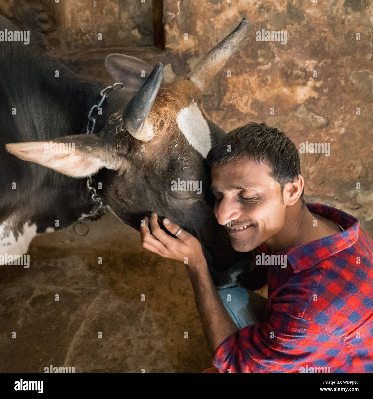 Indian man showing love to his cow in Varanasi, Uttar Pradesh, India, Asia  Stock Photo - Alamy