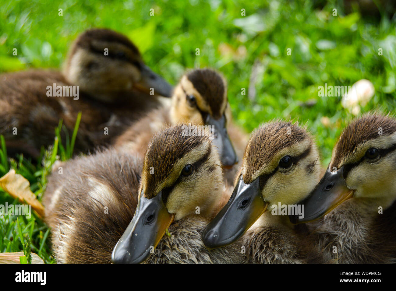 Group of ducklings hires stock photography and images Alamy