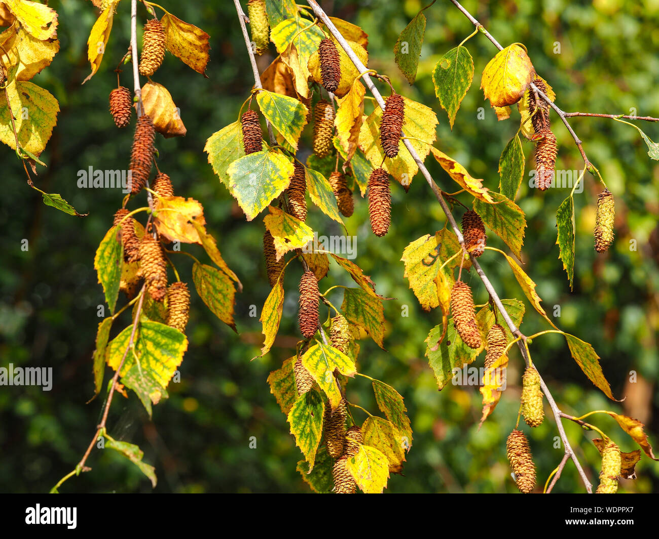 Changing leaves and catkins on a silver birch tree in early autumn Stock Photo