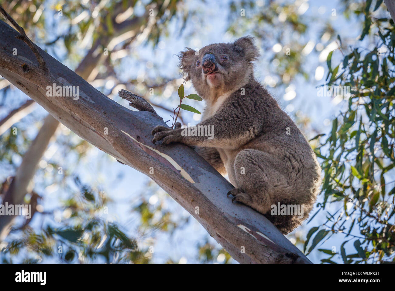 Koala sitting in tree hi-res stock photography and images - Alamy