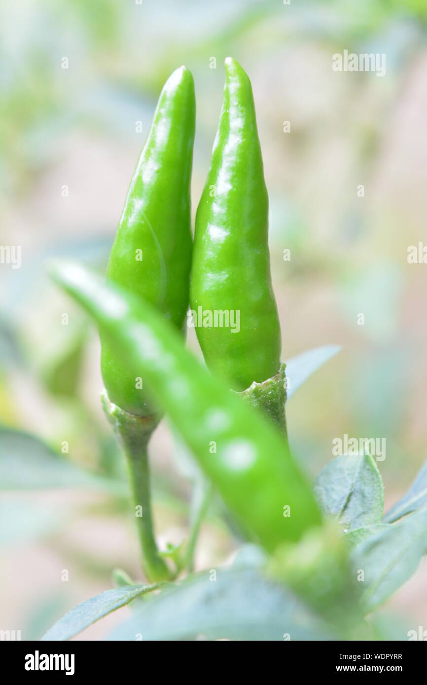 Growing green peppers hires stock photography and images Alamy