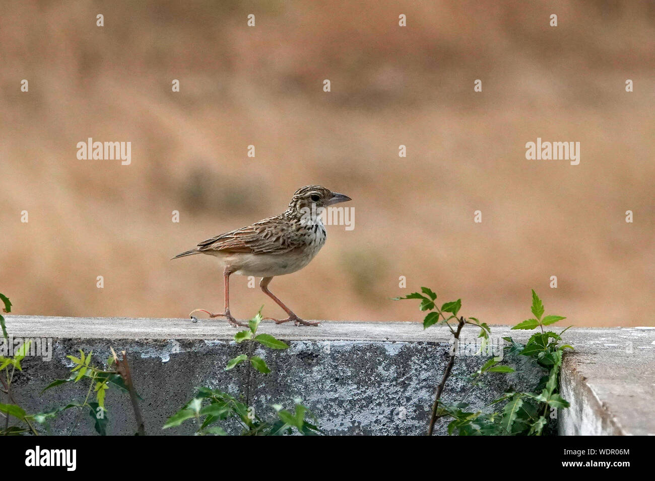 The Indian bush lark or Mirafra erythroptera is a species of lark in the family Alaudidae found in South Asia. Clicked this in its natural habitat. Stock Photo