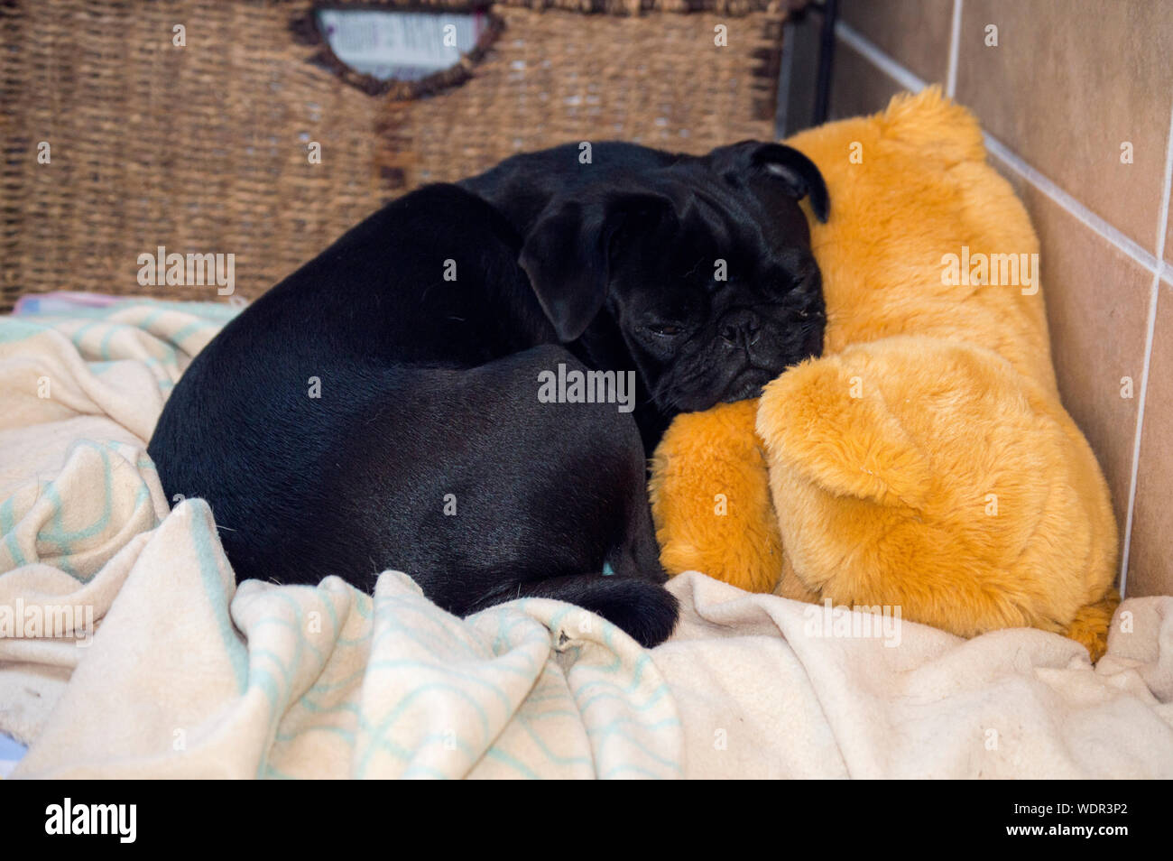 black pug teddy