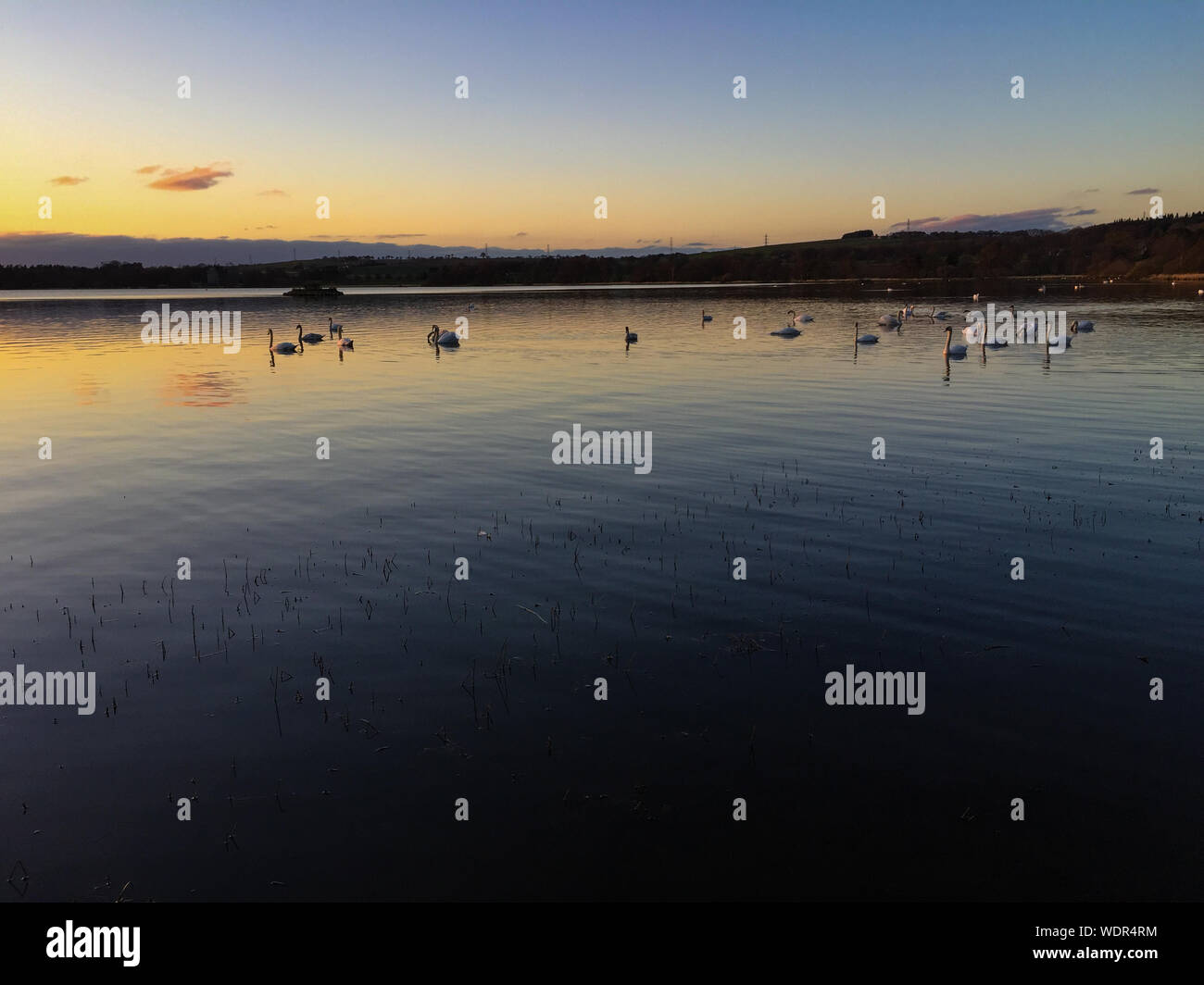 Dusks Swimming In Lake Against Sky During Sunset Stock Photo
