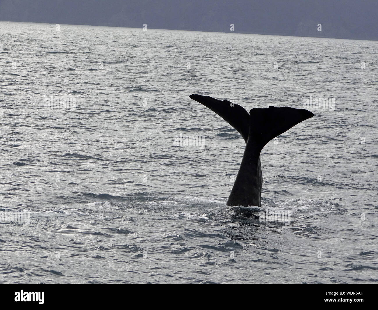Humpback Whale Diving Into Sea Stock Photo