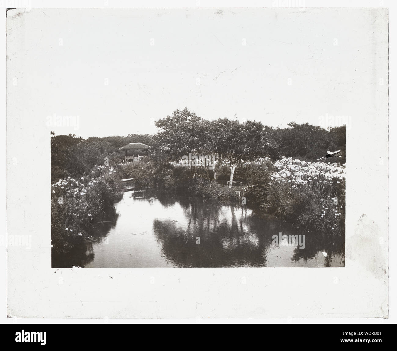 Grey-Croft, Stephen Swete Cummins house, Huntting Lane, East Hampton, New York. Japanese iris garden Abstract/medium: 1 photograph : glass lantern slide, b&w  3.25 x 4 in. Stock Photo