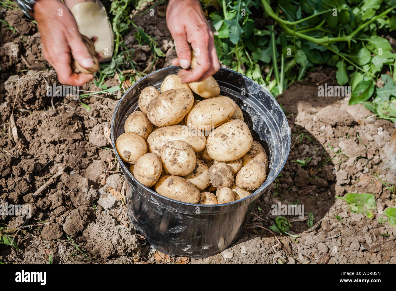 picking new potatoes from the garden Stock Photo