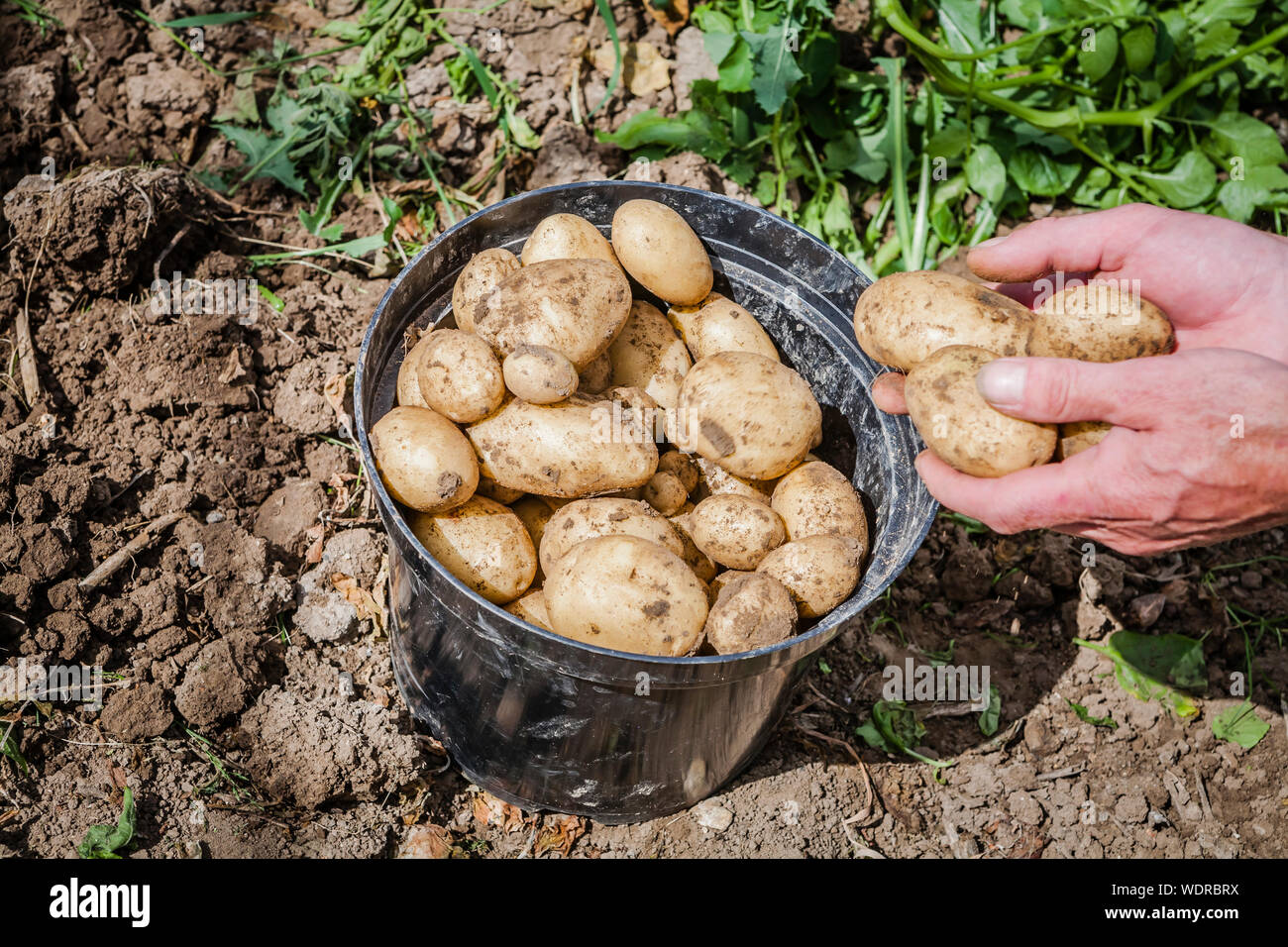 picking new potatoes from the garden Stock Photo