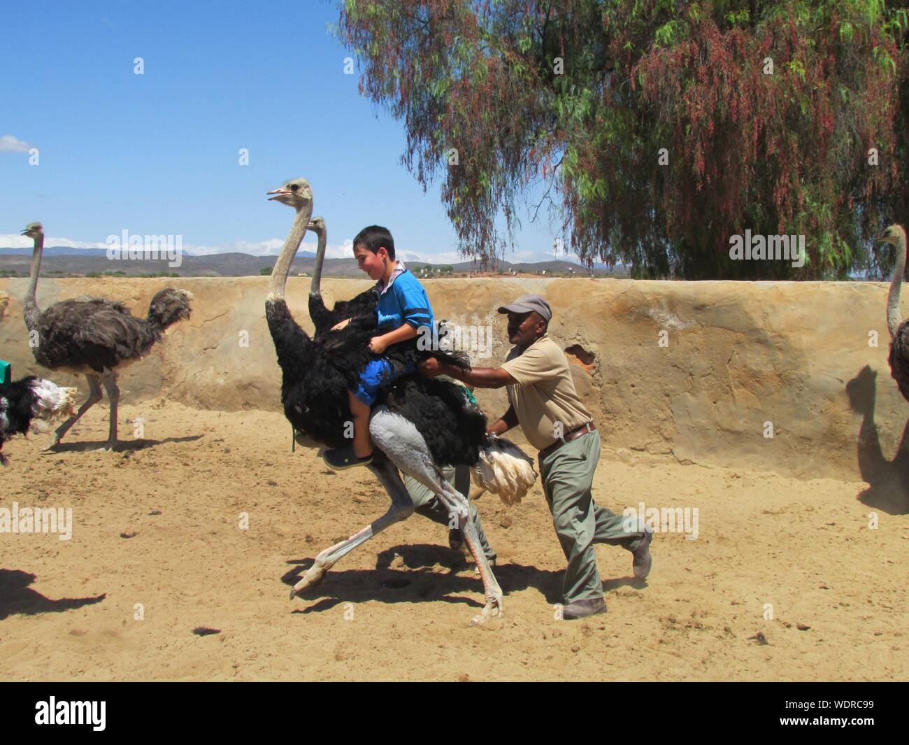 Mid Adult Man Holding Boy Sitting On Ostrich At Oudtshoorn Stock Photo