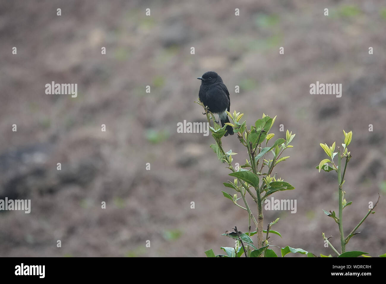 The pied bush chat is a small passerine bird found ranging from West Asia and Central Asia to the Indian subcontinent and Southeast Asia. Stock Photo