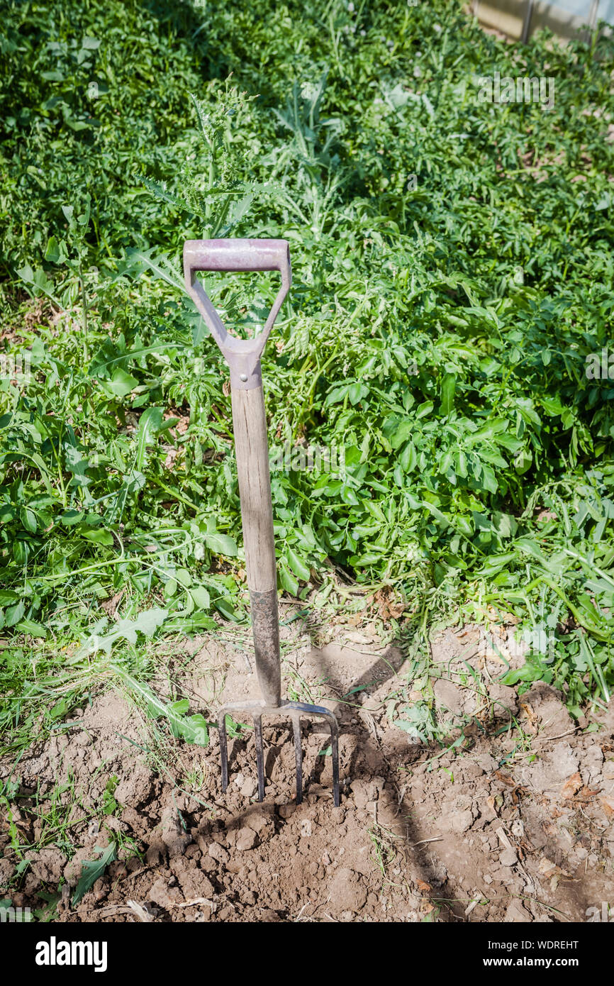 A garden fork in the middle of a plot of vegetables Stock Photo Alamy