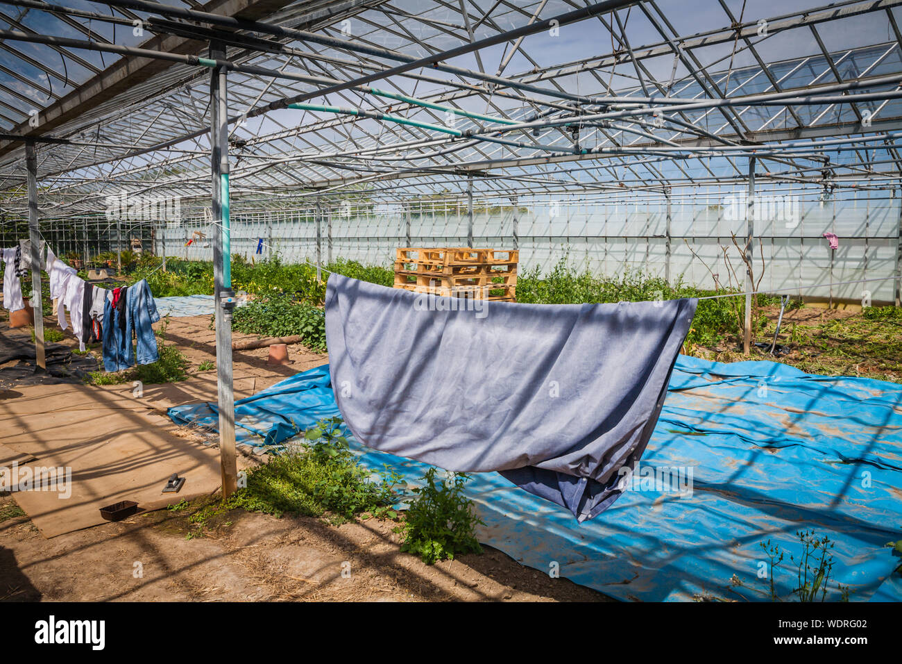 hanging clothes out to dry on a washing line set up in a large greenhouse Stock Photo
