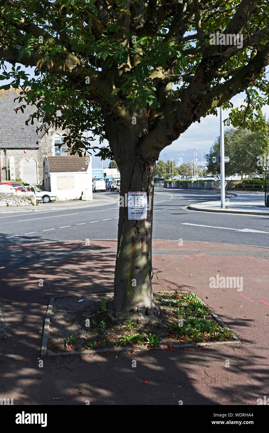 A tree in Weston-super-Mare, UK which is is danger of being cut down as part of the town’s planned transport enhancement scheme. Stock Photo