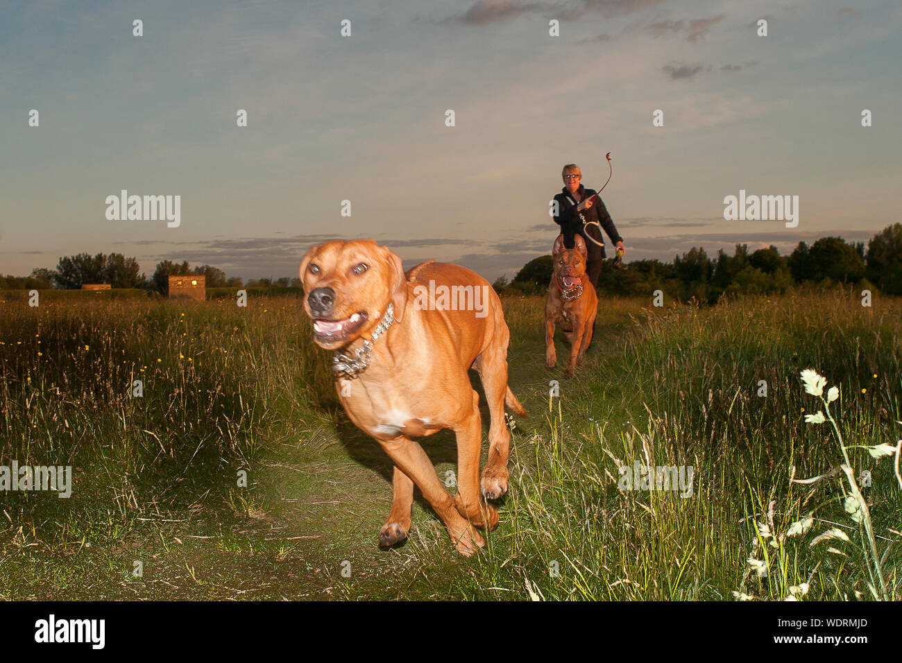 Throwing ball for dog hires stock photography and images Alamy