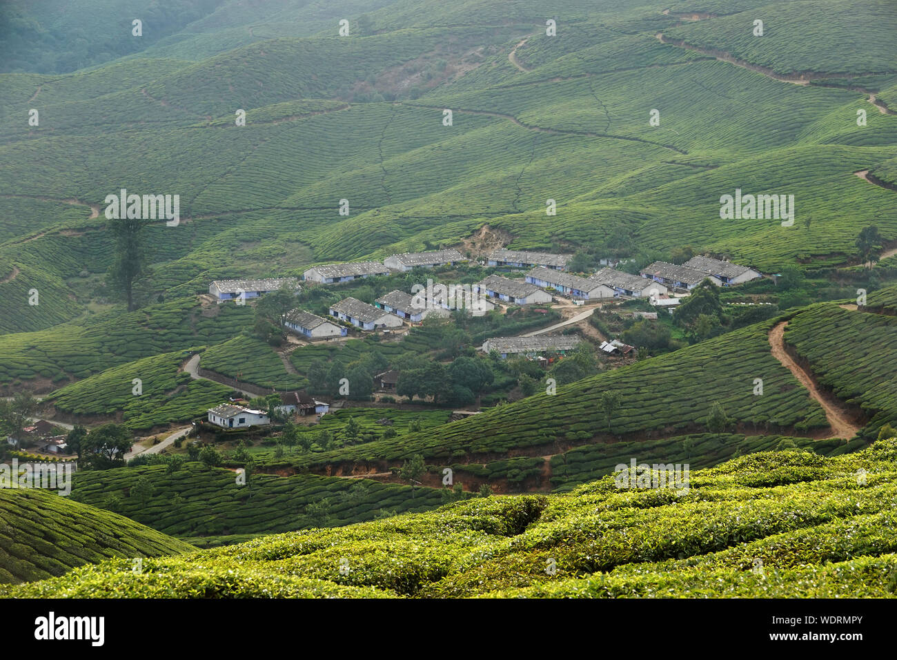 Green tea plantation hills with blue sky on background in Munnar
