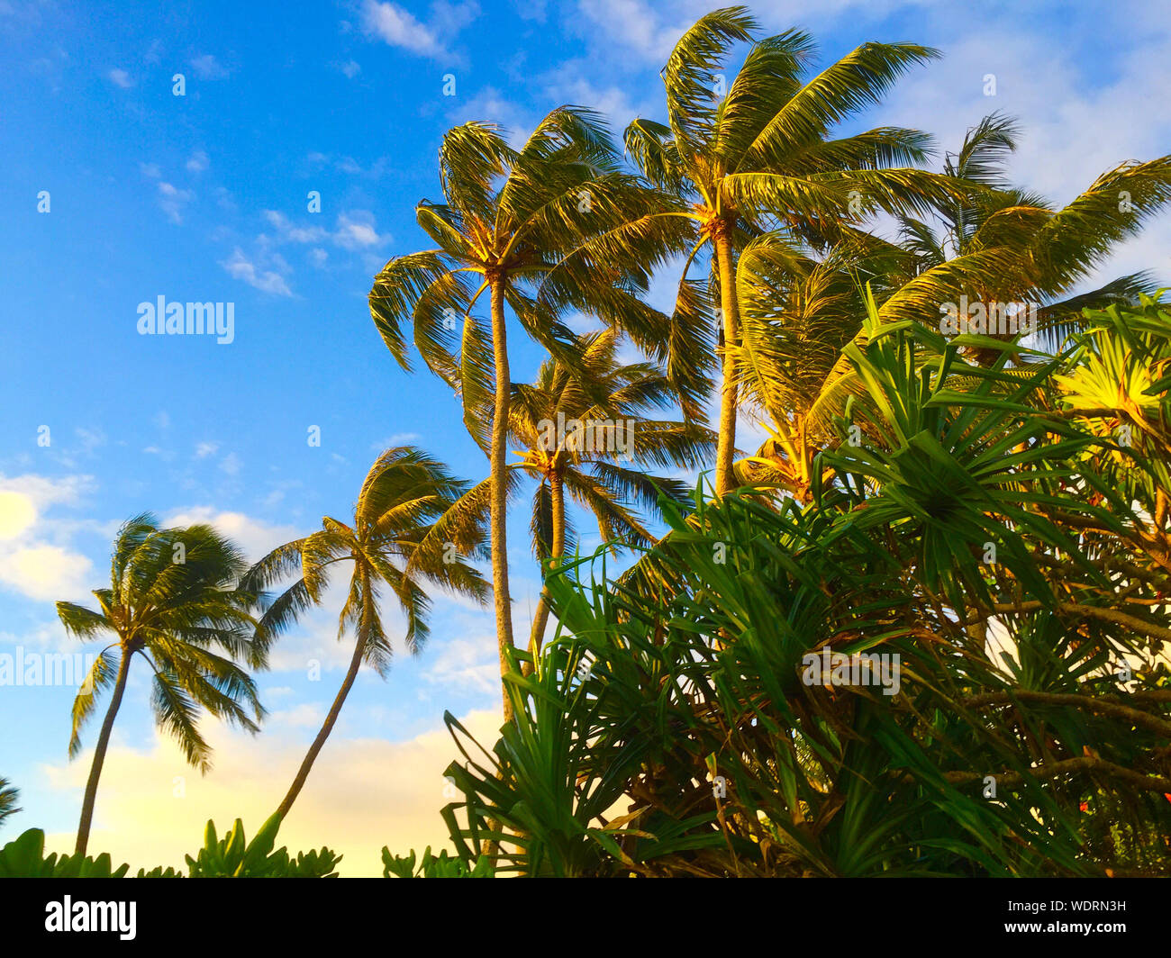 Green Leaves Blowing In Wind