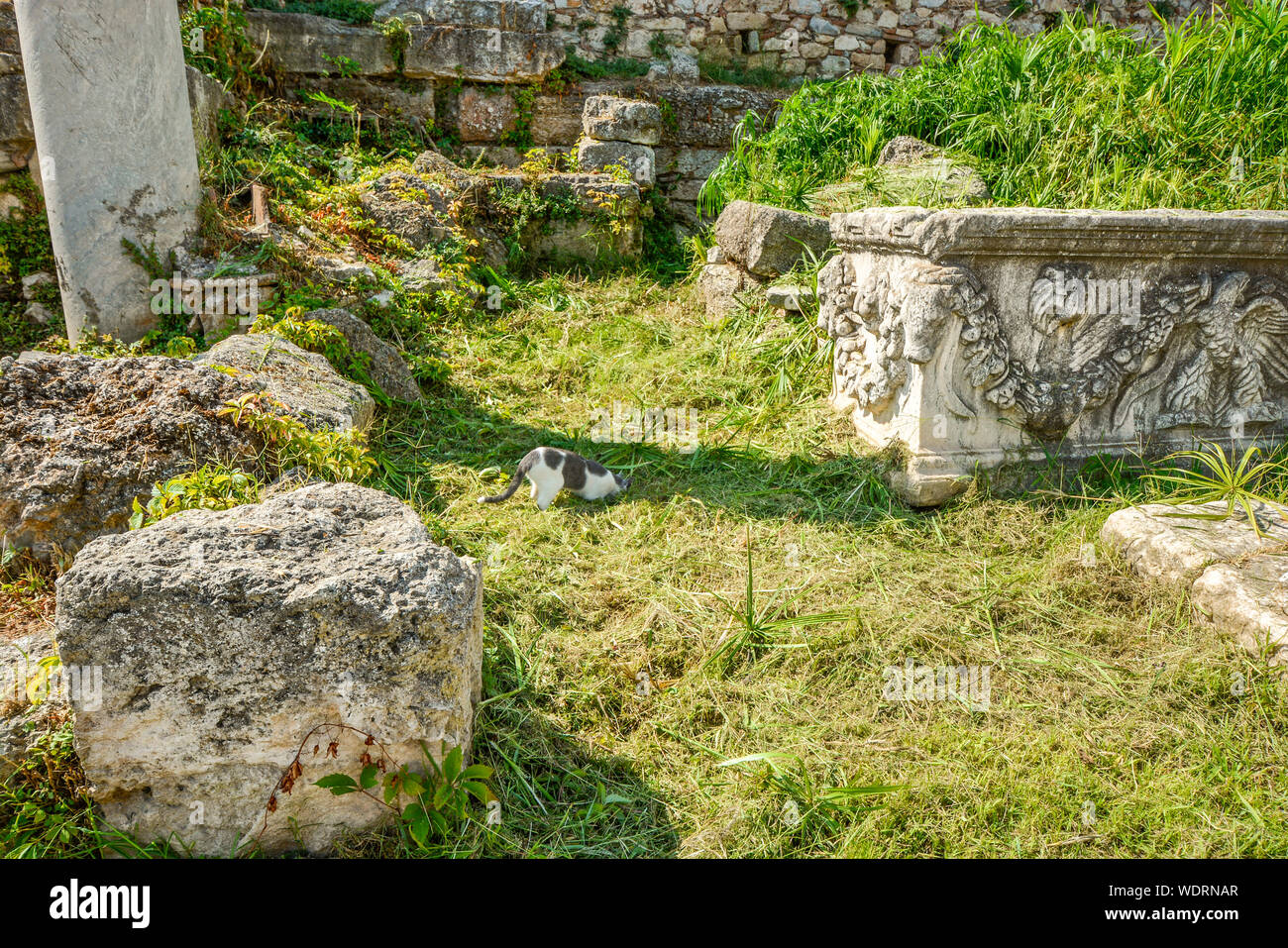 A gray and white Greek cat sticking his head in the ground looking for something to eat or play with in the Roman Agora ruins at Athens Greece Stock Photo