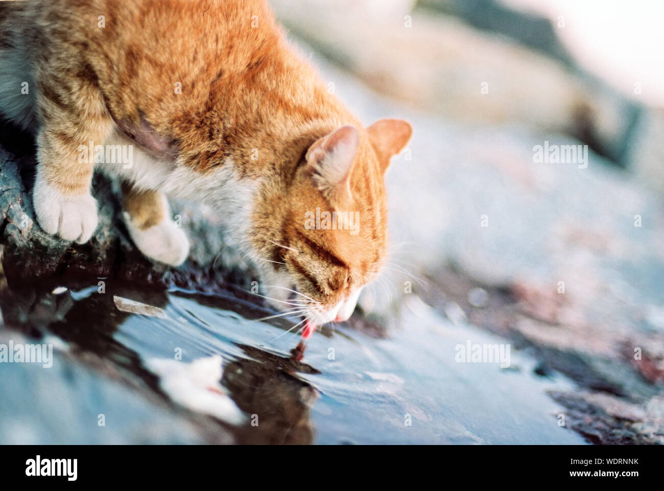 Close Up Of Cat Drinking Water From Puddle Stock Photo 266668015
