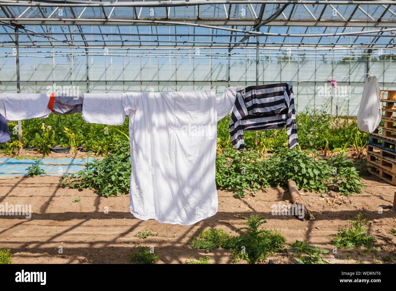 hanging clothes out to dry on a washing line set up in a large greenhouse Stock Photo