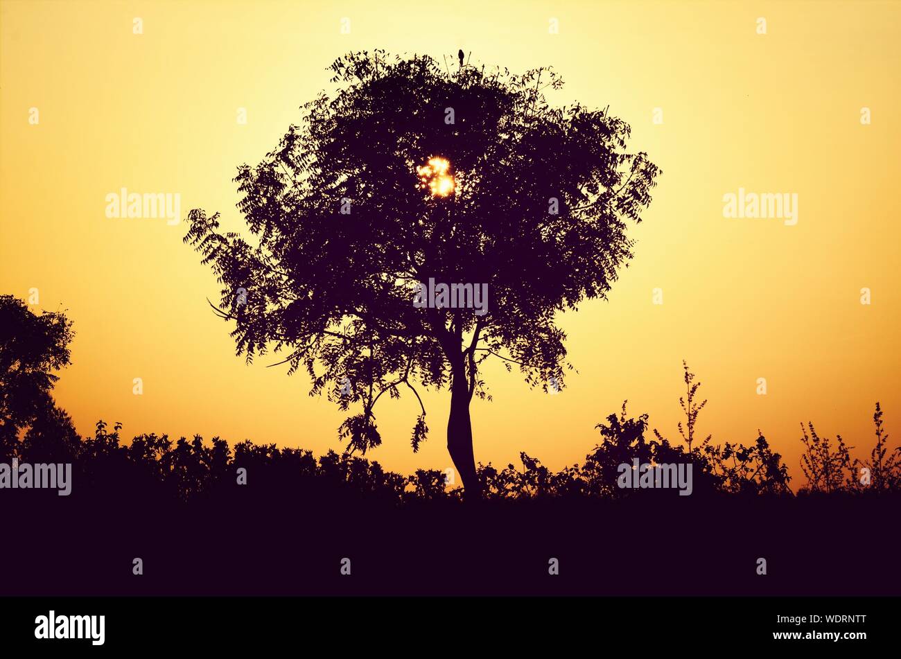 Black tree silhouette sunset hi-res stock photography and images - Alamy