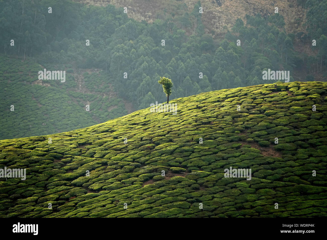 Green tea plantation hills with blue sky on background in Munnar